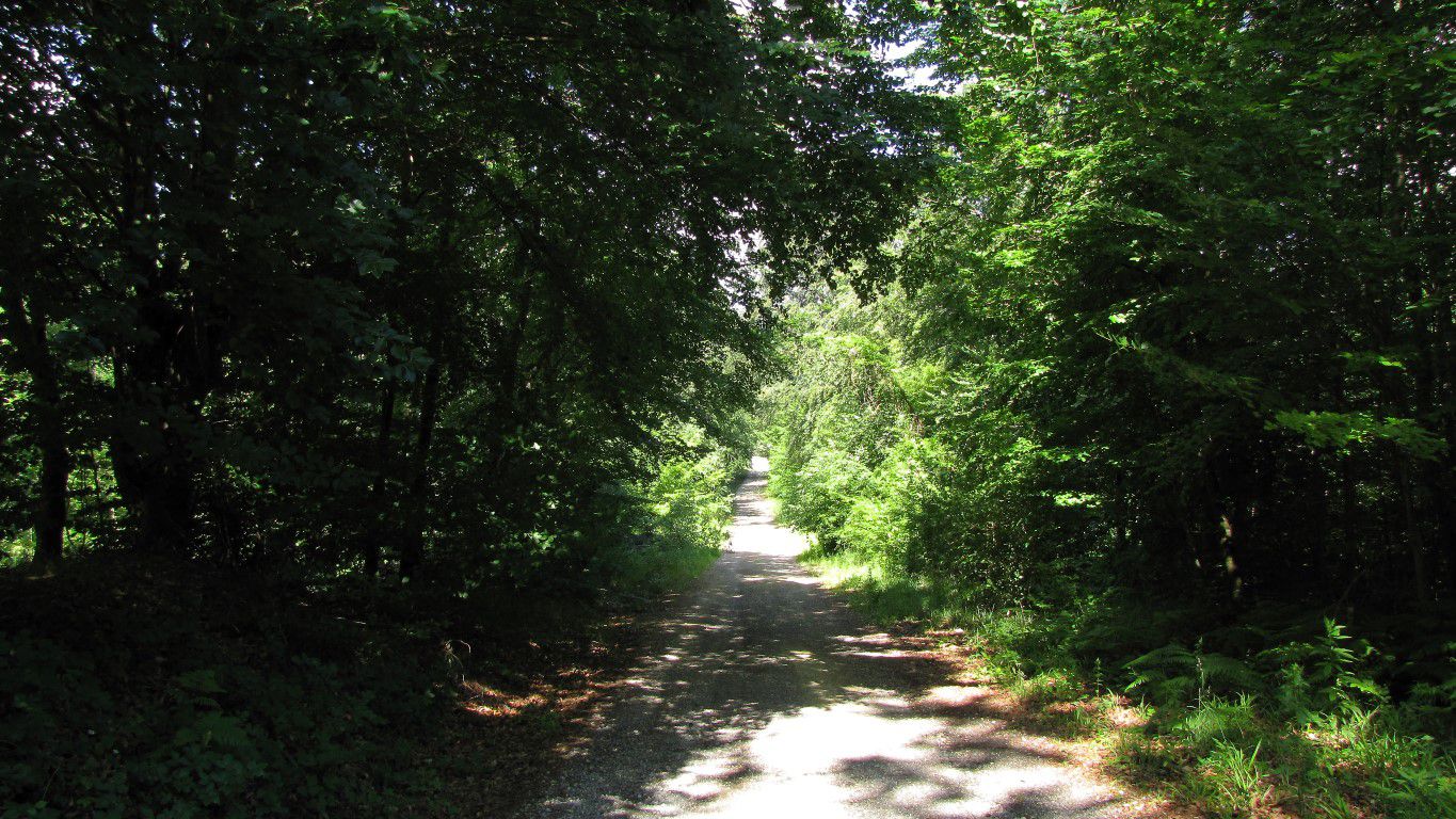 Randonnée en forêt de Laigue_les Routes des Bonshommes, de la Trouée des Bonhommes_Route forestière de Sainte-Croix