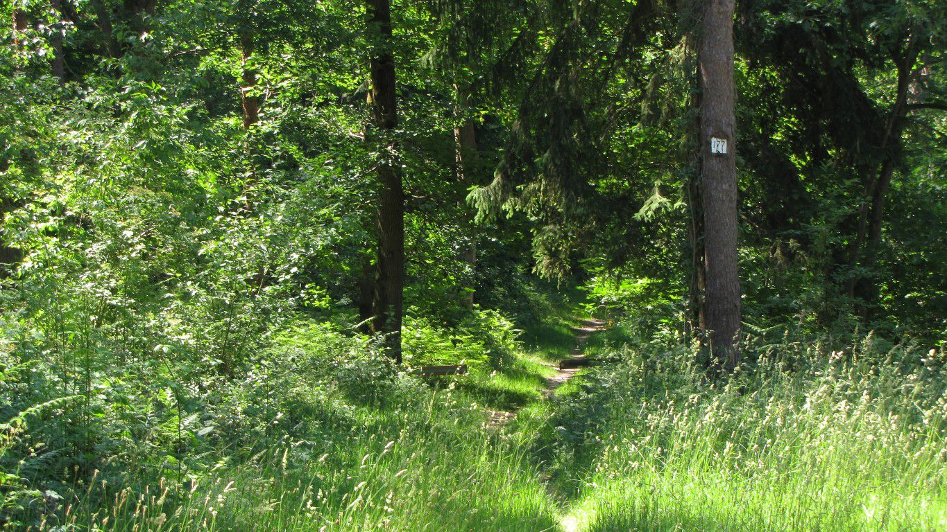 Randonnée en forêt de Laigue_sur les Routes de la Fontaine à Baril_Belle Assise_Plessis-Brion_Chemin de Voie d'eau
