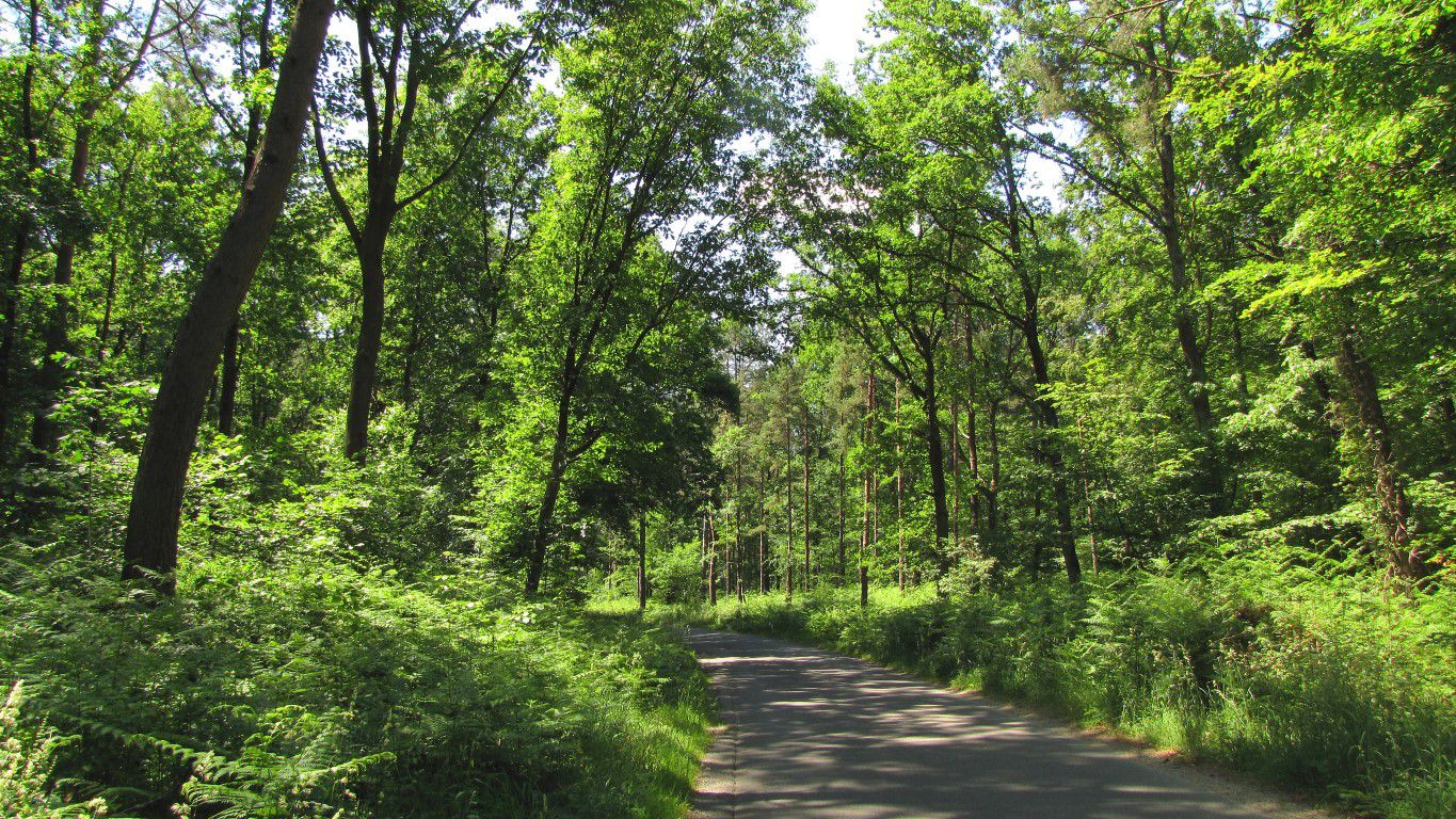 Randonnée en forêt de Laigue_sur les Routes de la Fontaine à Baril_Belle Assise_Plessis-Brion_Chemin de Voie d'eau