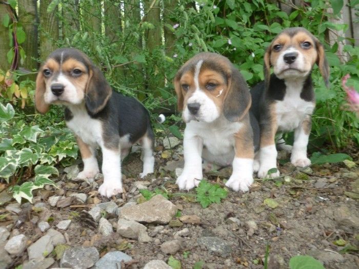 Images Of Beagles Puppies