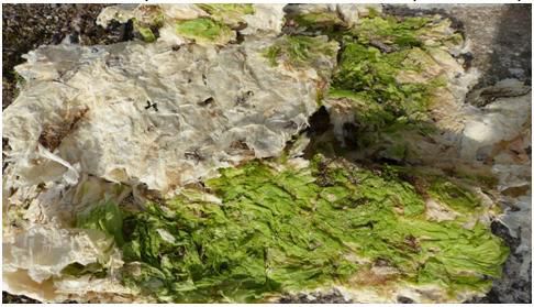 Le fléau des marées vertes