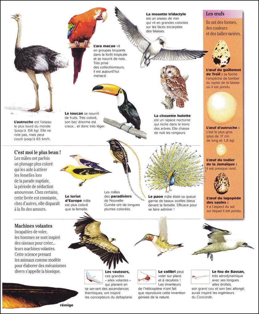 Les Oiseaux Pour Ouvrir Ses Yeux Et Remplir Ses Rêves