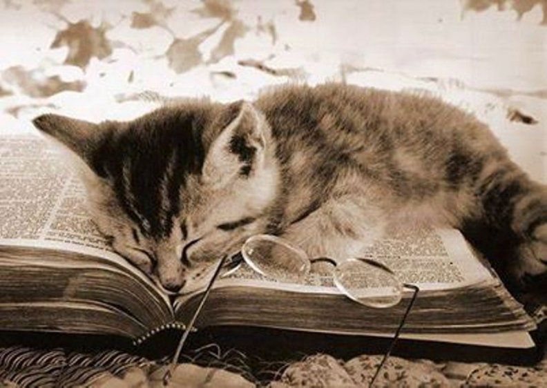 des-chats-des-livres.over-blog.com