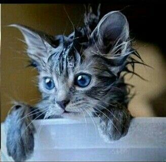 Sentir Le Chat Mouille Des Chats Des Livres Over Blog Com