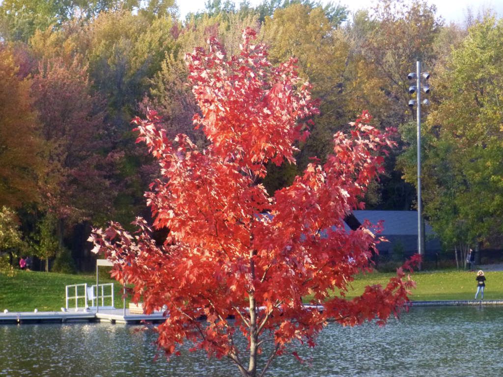 Voyage à Montréal, l'été indien