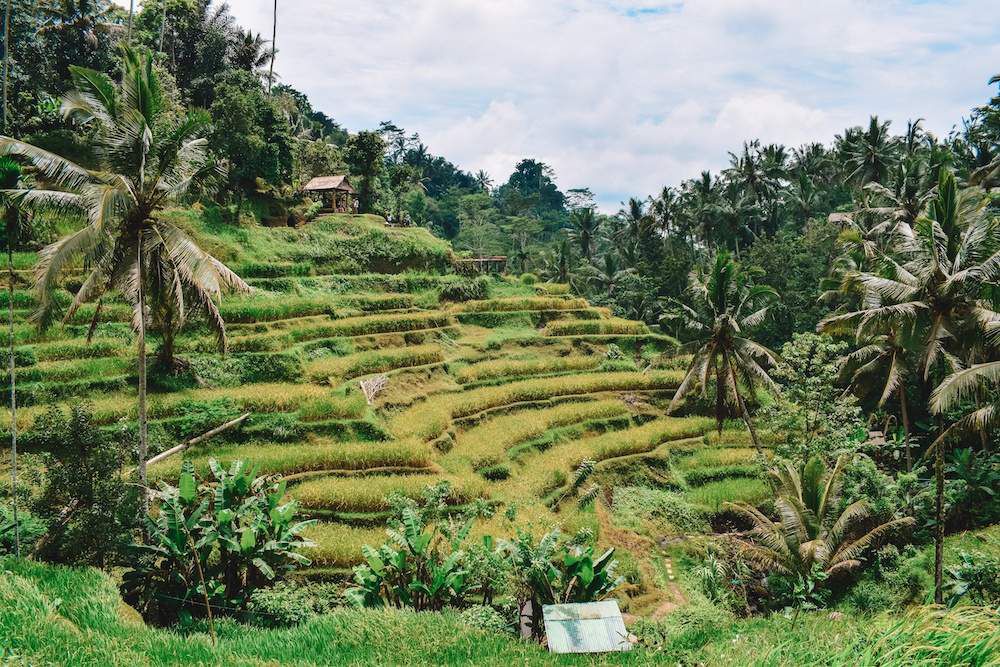 Rice Fields Ubud on a budget trip to Singapore and Bali