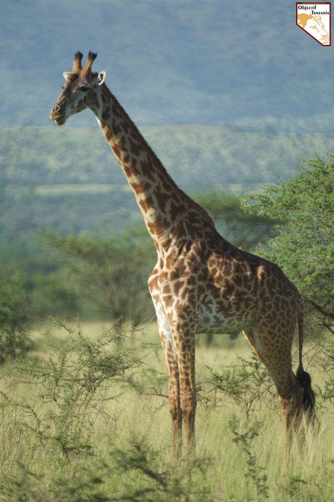 La faune en Tanzanie : Safari et Séjour de Luxe à la carte en TANZANIE avec OBJECTIF TANZANIA