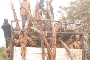 Le rotin en Afrique