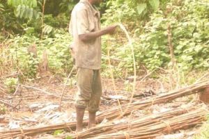 Le rotin d'Afrique