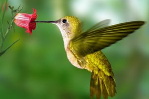 La Légende du Colibri