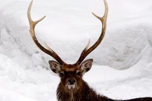 Le cerf : ambassadeur 2017
