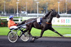 Quinté Lundi à Vincennes : Viking Blue, le retour !!