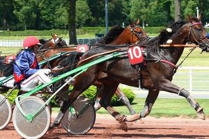 Quinté mercredi à Enghien : Azaro d'Eva dans son jardin