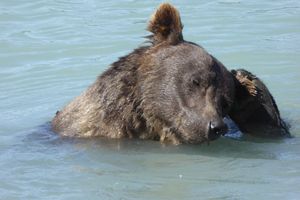 Alaska – Yukon nos derniers jours
