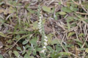La Spiranthe d'automne (Spiranthes Spiralis) est apparue la semaine dernière.