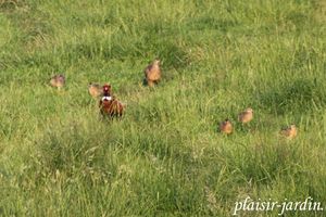 De nouveaux oiseaux au jardin ...