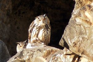 HIBOU GRAND DUC D'EUROPE, PUY DE DOME, VIDEO