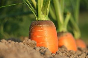 Les expressions de nos jardins: "Les carottes sont cuites"