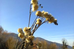 promenade de fin d'hiver