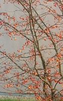 Deux FABLES de Jean-Claude Renard : Ne croyez pas l'arbre de bois (...) Le fleuve est dans la pierre (...)