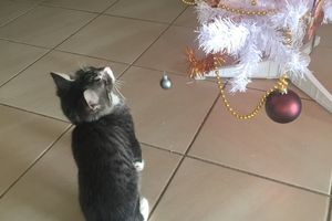 MOHA s'appelle SVEN - chaton né le 04/09/2016 - adopté