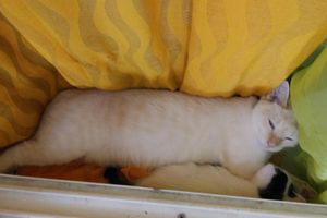 MONTY - mâle blanc aux yeux bleus - adopté à 5 mois