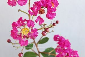 Fleurs en pot