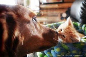 Comment introduire un bébé animal d’une autre espèce avec un chien adulte à tendance à la prédation?