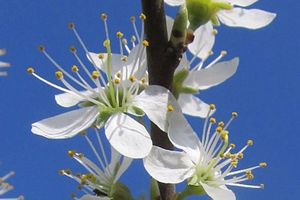 Frohe Ostern