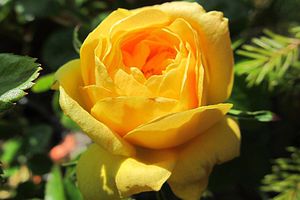 Mairose