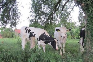 Sommerkühe habens schön
