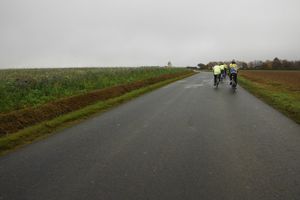 Phacélie, tournesols et...