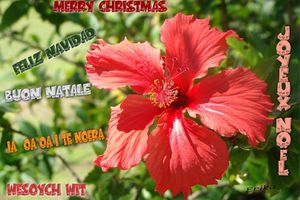 Joyeux Noël...