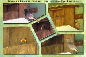 Nouvelles des rouge queues...