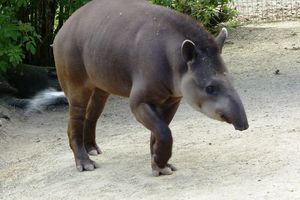 Le tapir terrestre du zoo des Sables d'olonne