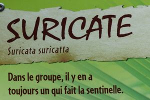 Suricate du Zoo des Sables