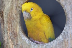 La cornure dorée du zoo des Sables d'Olonne