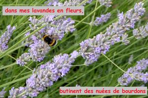 Bourdons et abeilles dans un jardin de la Vendée Littorale