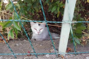 Des petits chats......