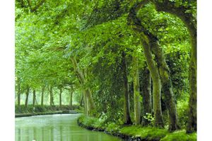 Des carpes et des muets d'Edith Masson