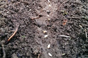 J'ai planté du blé ancien pour faire mon pain