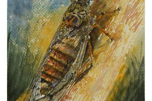 Cigale en Provence - Cicada in Provence