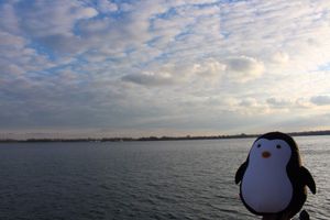 Le Pingouin à Toronto !!