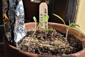 Un truc pour empêcher les tomates de filer vers la lumière