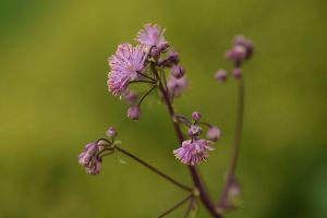 2017-05-08 - Aide mémoire des floraisons