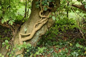 Le lierre, l'amant des arbres
