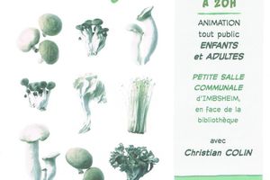 Les Champignons...