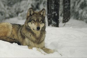 Dans la vallée des loups