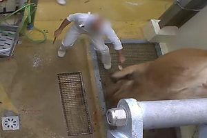 Abattoir du Vigan : un employé condamné à huit mois de prison avec sursis pour "sévices graves"