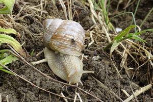 Escargot, star du jardin